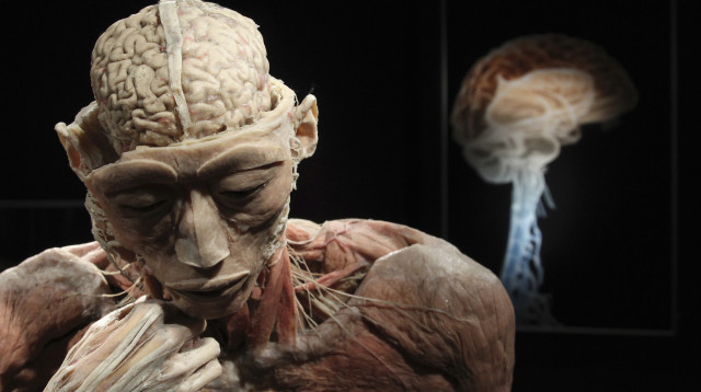 תערוכת גופות אמיתיות (צילום: REUTERS)