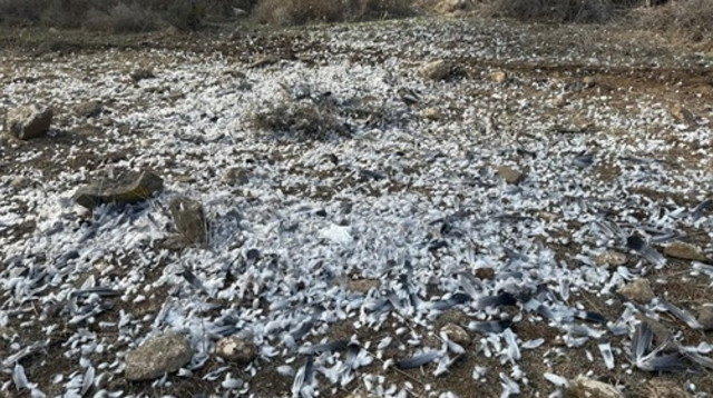 ערמות הנוצות שנותרו לאחר הרג יוני הבר (צילום: ענבר שניצר)