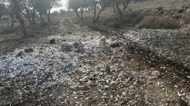 הנוצות שנותרו לאחר טבח יוני הענק בגליל (צילום: ענבר שניצר)