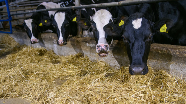 רפת בצפון (צילום: ישראל הדרי, פלאש 90)