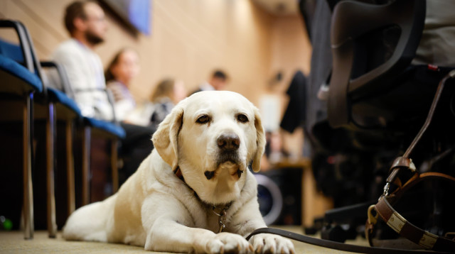 דיון בכנסת על הנגשה ושוויון זכויות לאנשים המלווים בכלבי סיוע (צילום: נועם מושקוביץ, דוברות הכנסת)