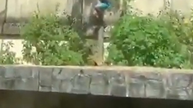 צעיר מתגנב למתחם של לביאה בגן חיות בברזיל (צילום: צילום מסך רשת X)