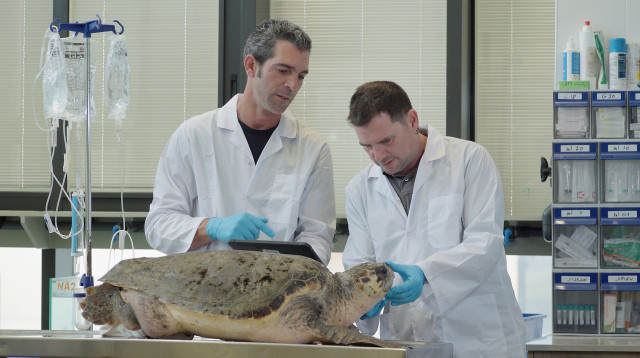 טיפול בנקבת צב ים חום במרכז להצלת צבי ים  (צילום: ארז ארליכמן רשות הטבע והגנים)