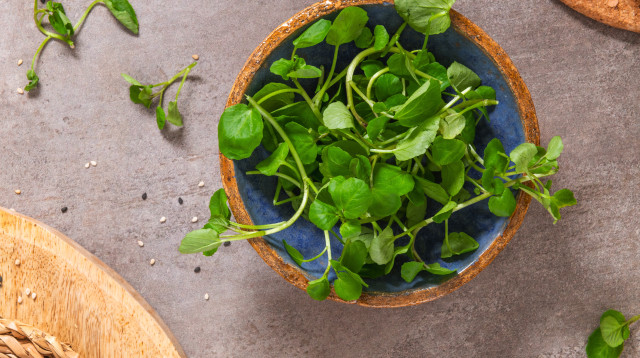 גרגר הנחלים (צילום: שאטרסטוק)