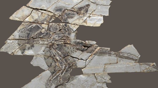 מאובן של דינוזאור בעל נוצות בשם אנכיאורניס (צילום: The Tianyu Natural History Museum of Shandong)