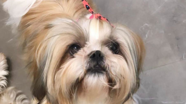 אחת הכלבות שנחטפו (צילום: הודיה רן, וואלה)