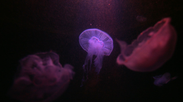 סכנה במים. מדוזות קטלניות במזרח הרחוק  (צילום: אנה קפלן, פלאש 90)