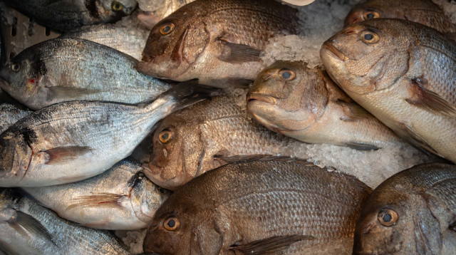 דגים (צילום: חיים גולדברג פלאש 90)