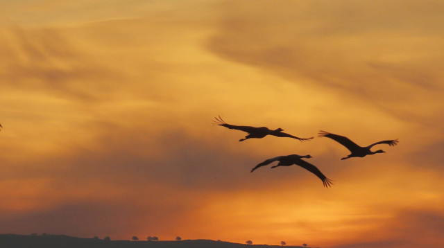 עגורים באגמון החולה-קק"ל (צילום: עינבר שלומית רובין, קק"ל)