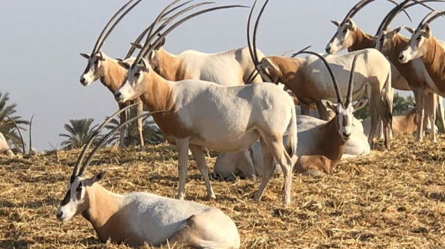 חוות האנטילופות (צילום: דן עזרא)