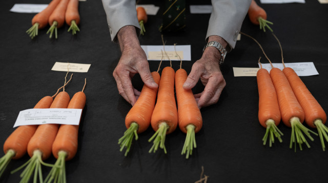 משפר את הראייה או מיתוס?  (צילום: Oli Scarff/Getty Images)