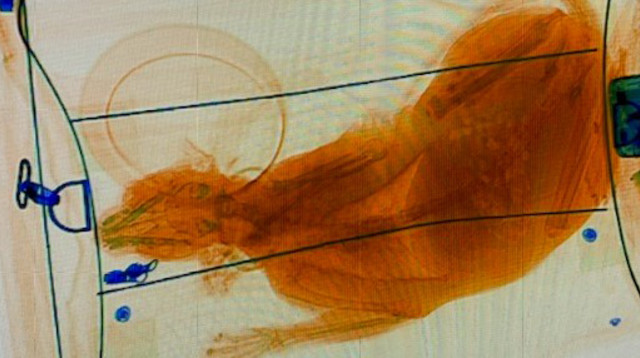 חתול התגלה בתוך תיק יד של נוסע במהלך בידוק ביטחוני. (צילום: רשתות חברתיות)