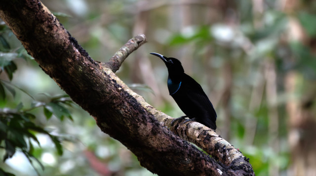 ציפור הבנדוק (צילום: שאטרסטוק)