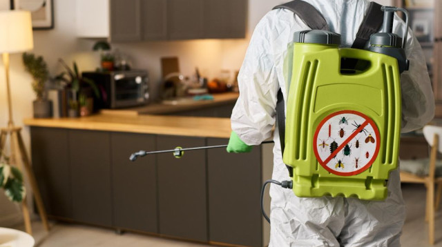 5 חברות הדברה מומלצות שכדאי להכיר (צילום: FREEPIK)