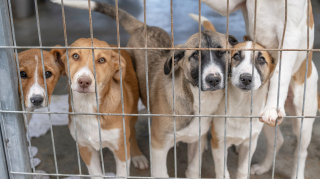 כלבים הממתינים לאימוץ בבית המחסה של העמותה בכפר רות (צילום: באדיבות "תנו לחיות לחיות")