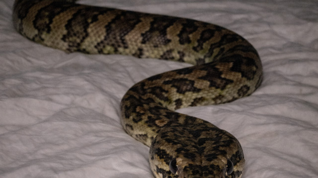 פיתון שטיחים (צילום: AI)