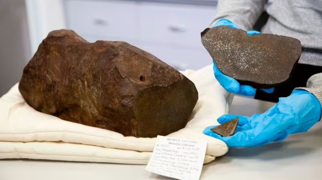 הממצא הנדיר (צילום: מוזיאון ויקטוריה)