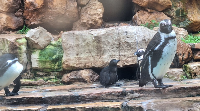פינגווין שחור-רגל בגן החיות התנ"כי (צילום: פרופ' סלעית קרק)