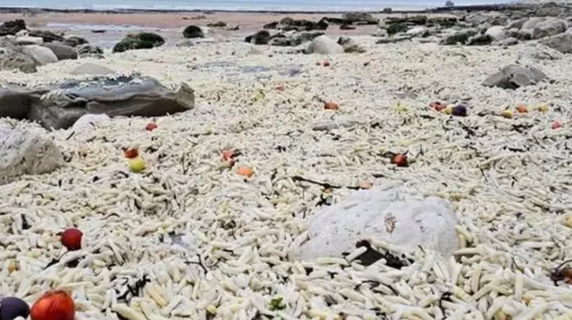 הצ'יפס בחוף הים (צילום: רשתות חברתיות)