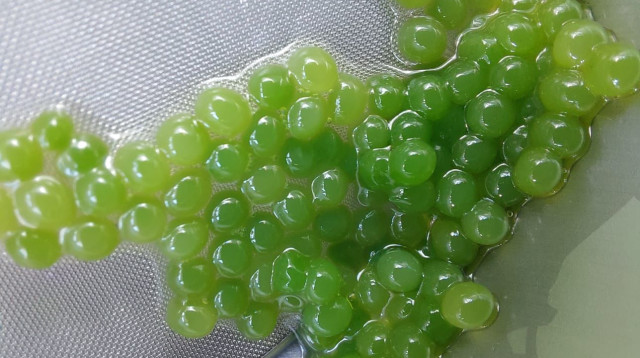 הניסויים בטכנולוגיה החדשה (צילום: חנה שטיינמץ)