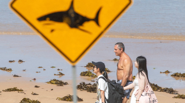 תקיפת כרישים באוסטרליה (צילום: REUTERS/Jeremy Piper)