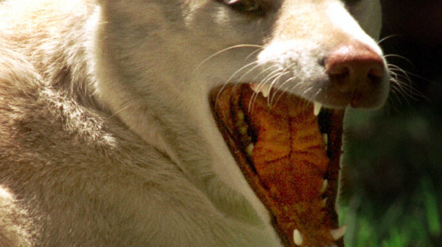 דינגו, 1995 (צילום: REUTERS/David Gray)