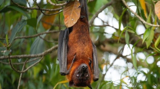 עטלפי פירות (צילום: שאטרסטוק)