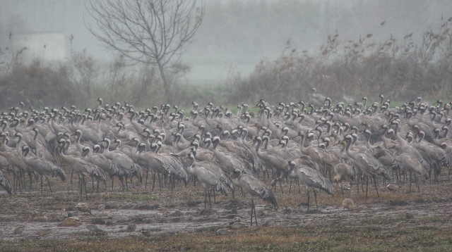 עגורים הבוקר באגמון החולה (צילום: עינבר שלומית רובין, אגמון החולה–קק״ל)