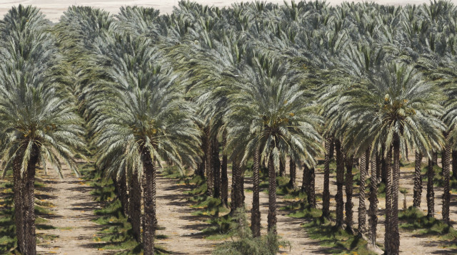 עצי דקל (צילום: נתי שוחט, פלאש 90)