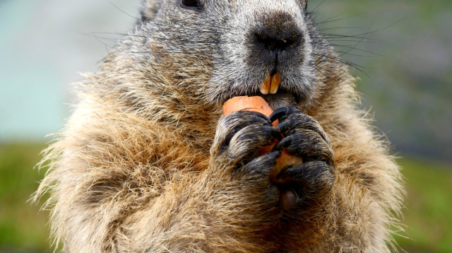 מרמיטה (צילום: שאטרסטוק)