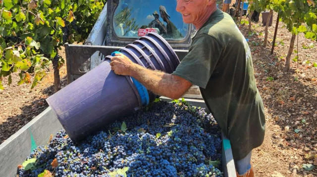 חקלאים בישראל מעבירים מזון לתרומה בשדות (צילום: באדיבות לקט ישראל)