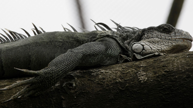 איגואנה ירוקה (צילום: רויטרס)