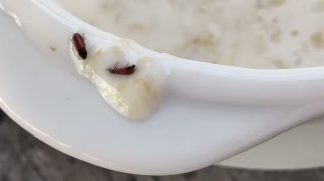 חרקים באוכל במלון Riu Cabo Verde (צילום: צילום מסך)