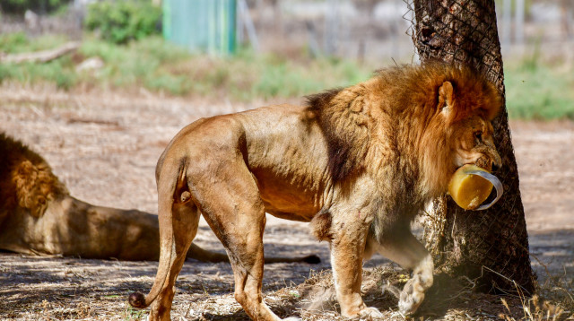 הספארי ברמת גן (צילום: אבשלום ששוני ופלאש 90)
