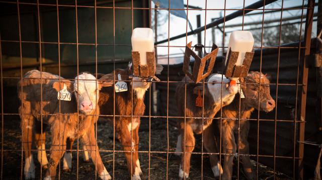 עגלים ברפת (צילום: מאור קינברוסקי, פלאש 90)