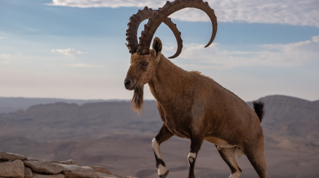 יעל נובי. מנגנוני אבולוציה לאורך מיליוני שנים (צילום: שאטרסטוק)