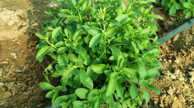 סטיביה (צילום: אל-ערביה)