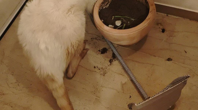 תיעוד הקנגורו שנתפס (צילום: דוברות המשטרה)