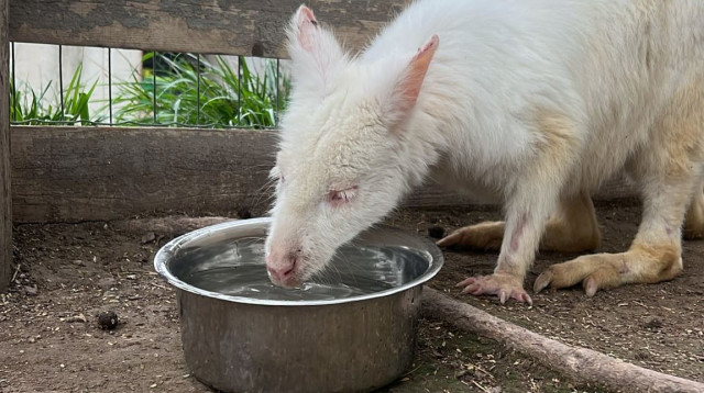 הקנגורו הלבן כריס (צילום: אריאלה זיו, גו גורו)