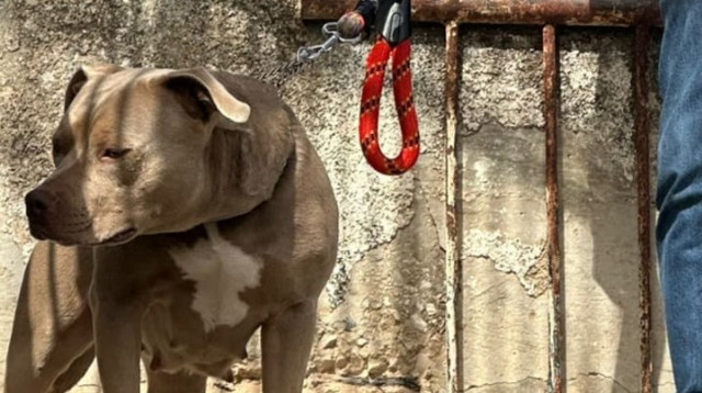 כלב הפיטבול מהתקיפה בצפת (צילום: דוברות המשטרה)