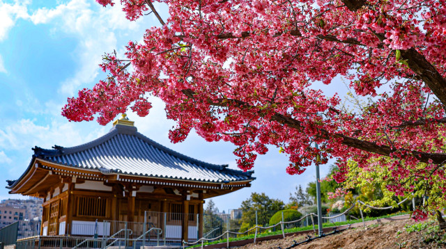 סאקורה בגן הבוטני (צילום: ארנון בוסאני)
