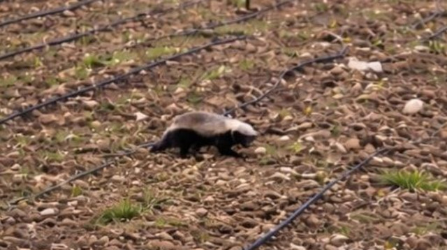 גירית דבש (צילום: באדיבות רשות הטבע והגנים)