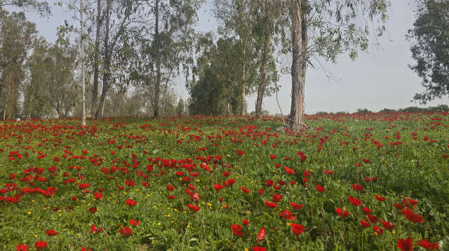 פריחת כלניות בדרום (צילום: ללא קרדיט)