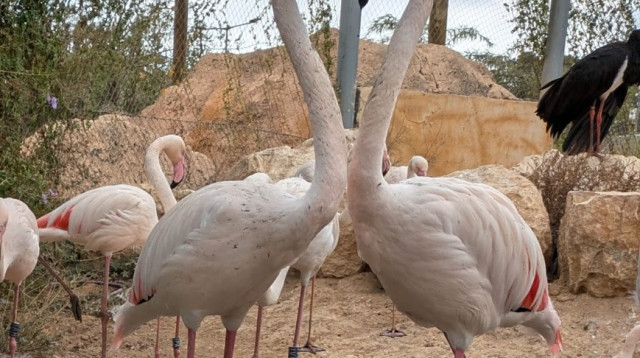 זוג פלמנגו במדבריום (צילום: באדיבות המדבריום)