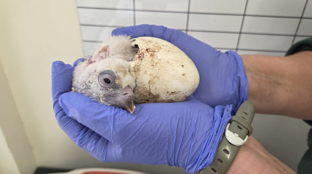 גוזל הנשר שבקע בגן החיות התנ"כי (צילום: חגית אלבג)