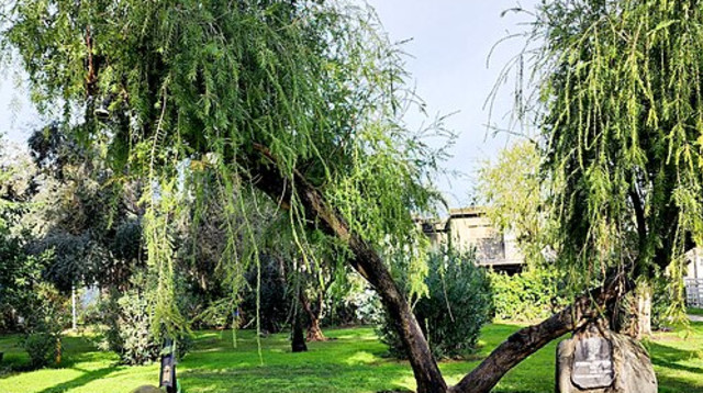 קיבוץ כפר בלום (צילום: ויקיפדיה)