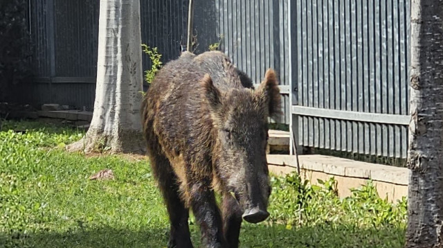 חזיר בר ביבנה  (צילום: באדיבות עיריית יבנה)