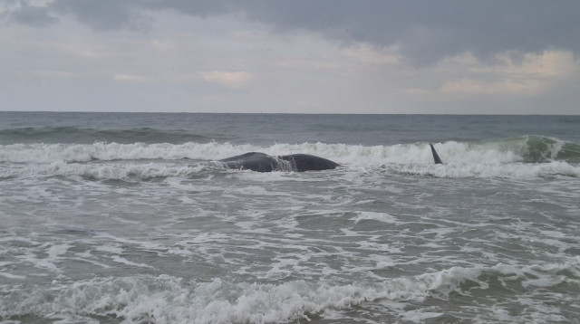 פגר של לוויתן ראשתן נסחף לחוץ זיקים (צילום:  אביתר בן אבי רשות הטבע והגנים)