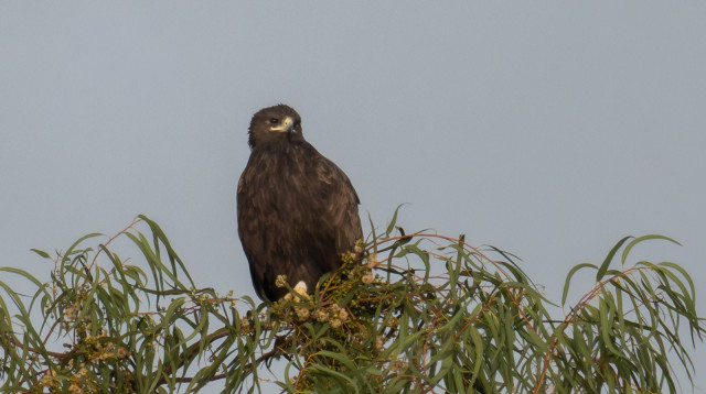 עיט הצפרדעים (צילום: יובל דקס)