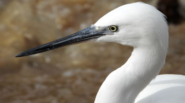 בפארק הצפרות מעגן מיכאל (צילום: דב גרינבלט, החברה להגנת הטבע)